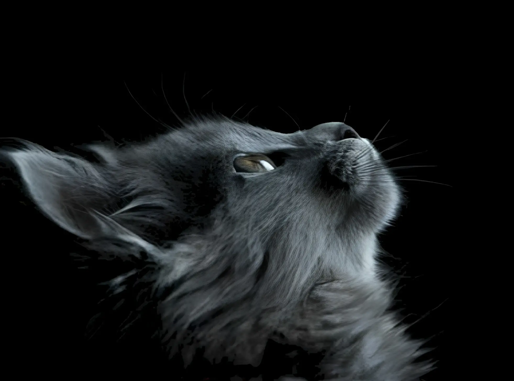 cover picture of wa33L
